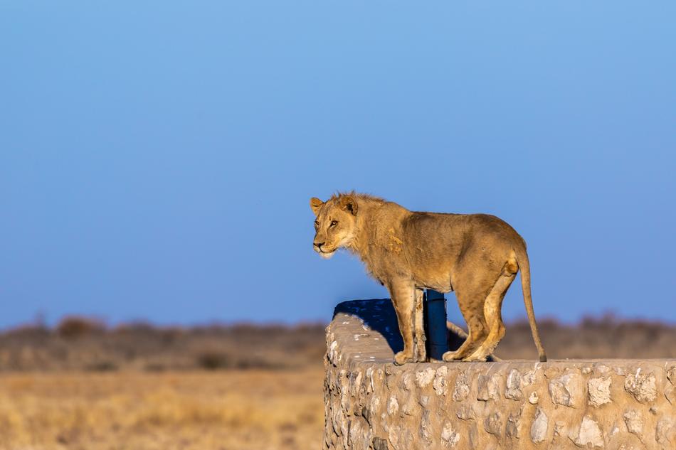 Lion Males Young