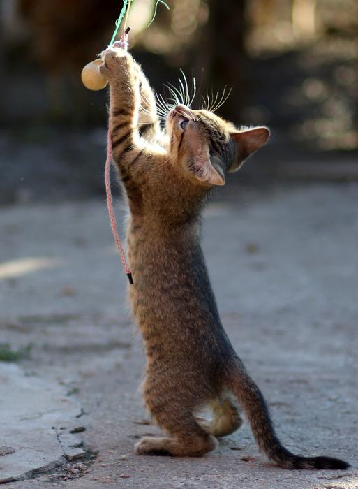Cat Small Play