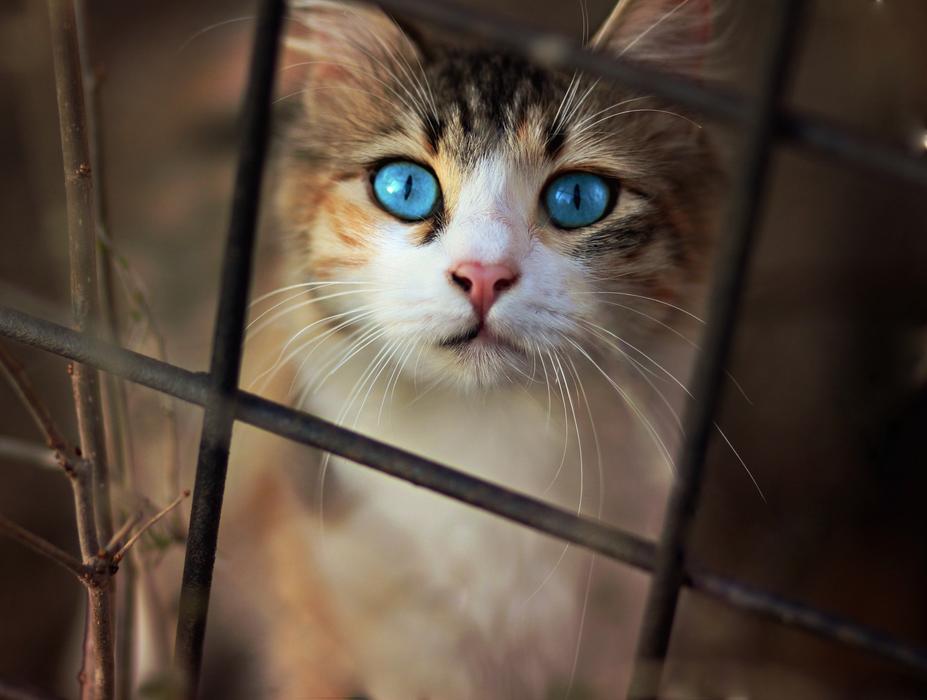 Cat Nice Blue Eyes