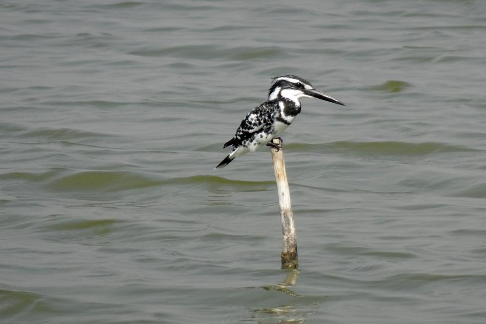 a colored bird on a branch in the water