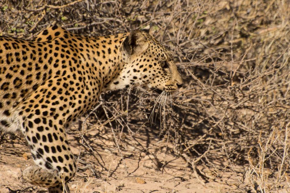 Wildcat Kalahari Big Cat