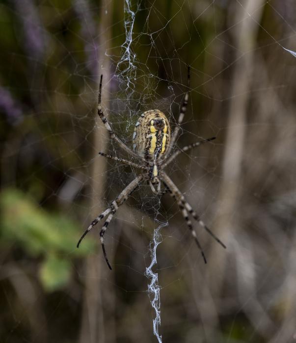 Cobweb Spider Insect