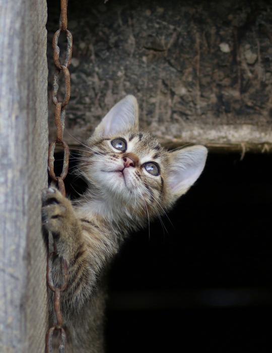 Cat Small Animals