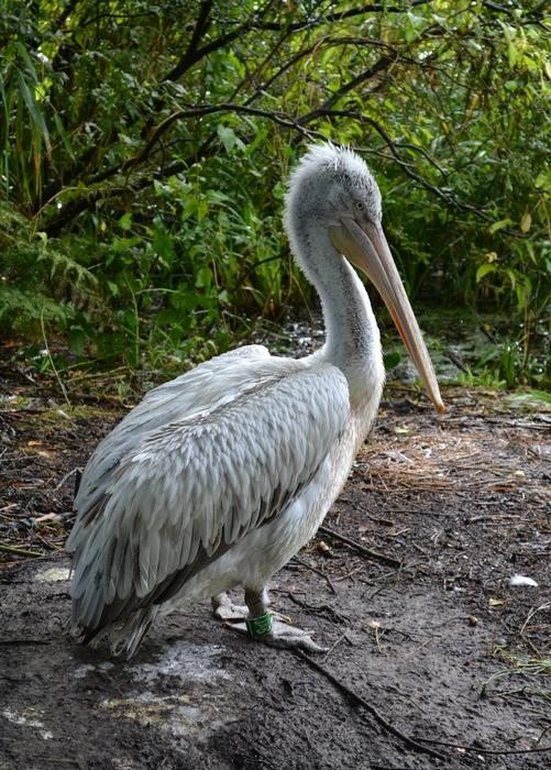 Dalmatian Pelican Bird