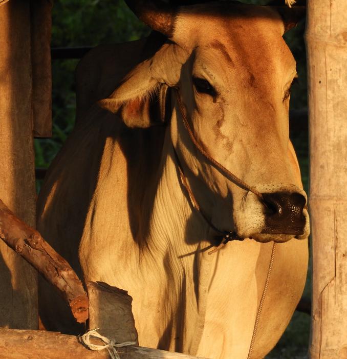 Cow Brown Livestock