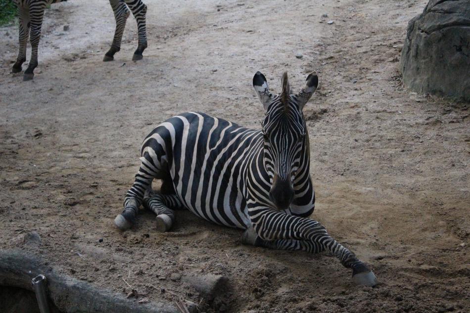 Zebra Zoo Animal