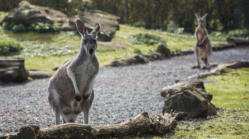 Animal Kangaroo Zoo