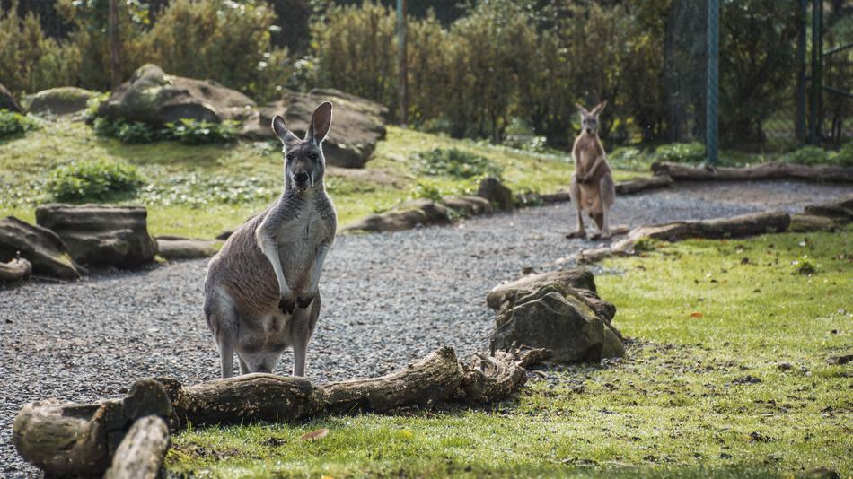 Animal Kangaroo Zoo