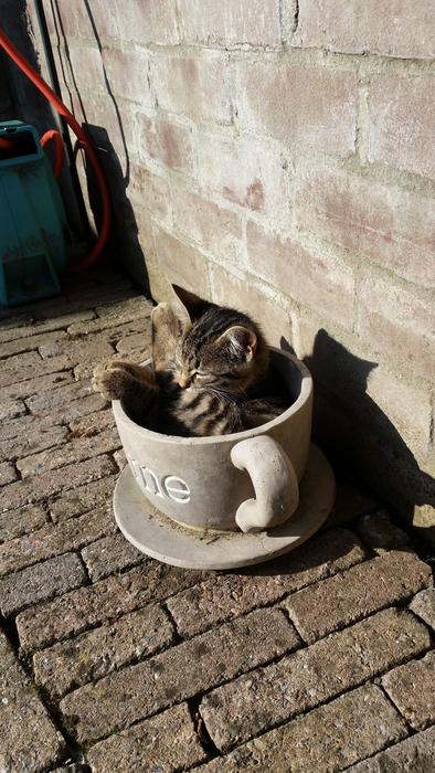 Cat Cats Wall