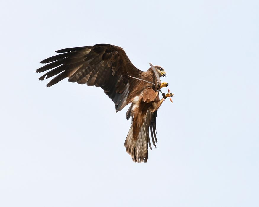 Buzzard Raptor Flight