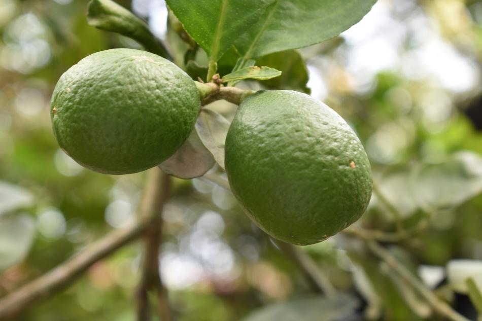Juicy ripe lemons on a branch