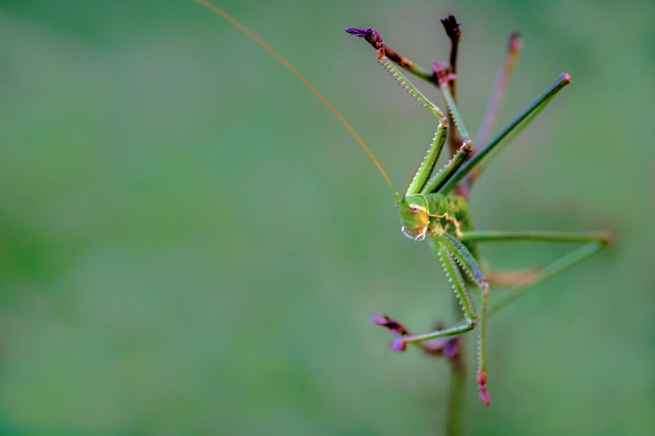Saga Insect Grasshopper