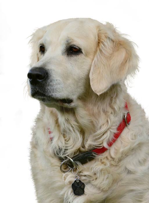 Golden Retriever Isolated Dog