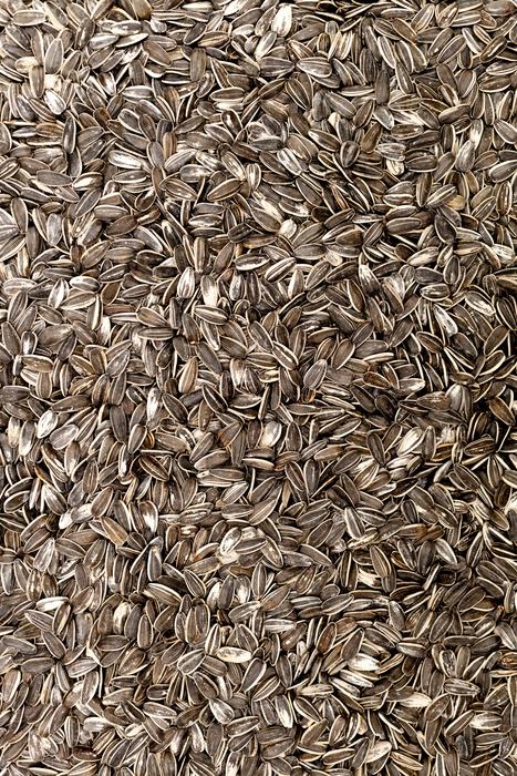Sunflower seeds fresh delicious