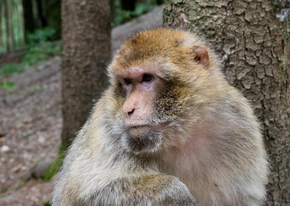 Barbary Ape Animal Monkey Wild