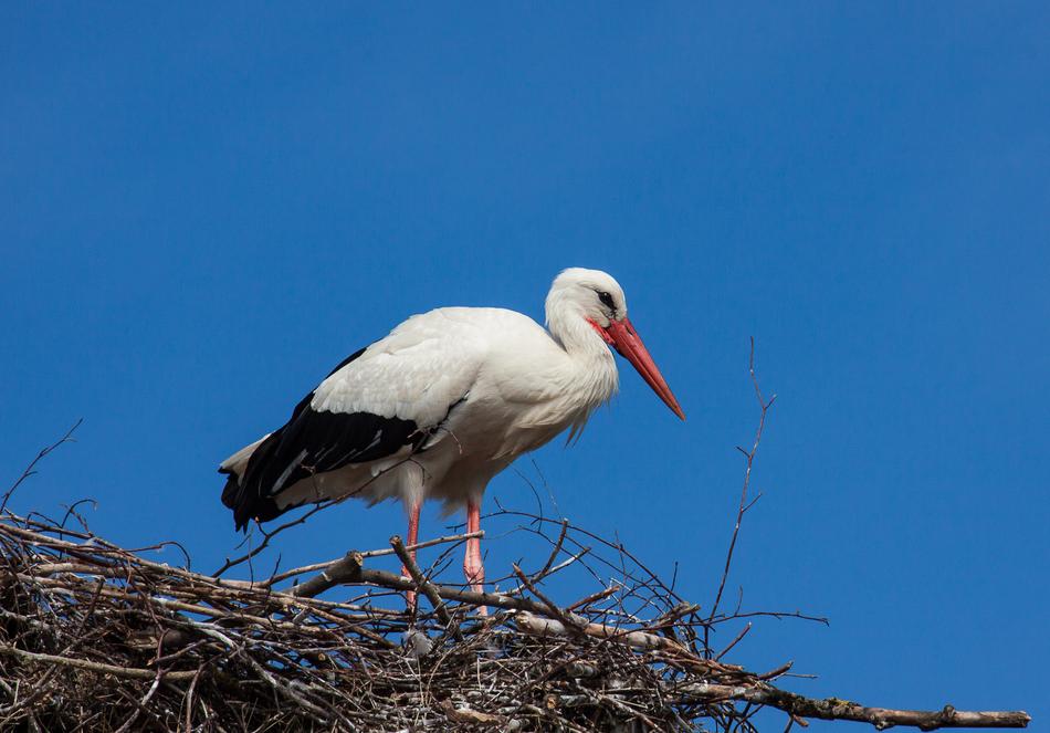 Stork Bird Animal World