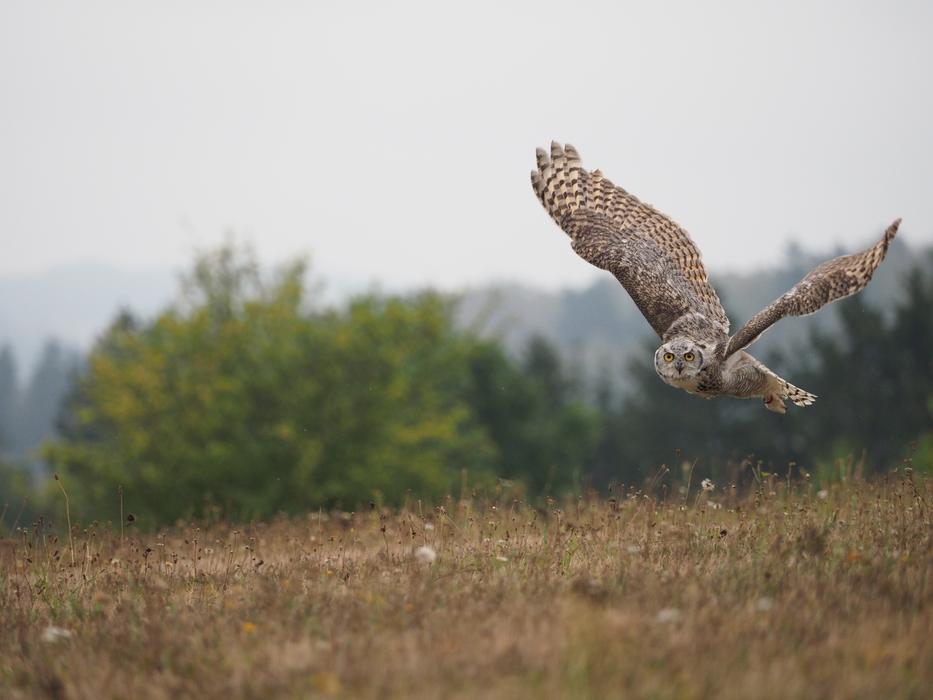 Bird Animal Owl Sabertooth