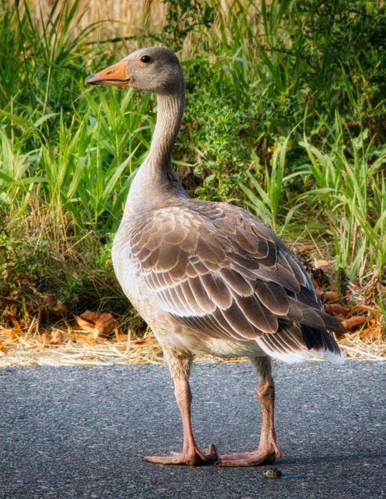 gray goose cute