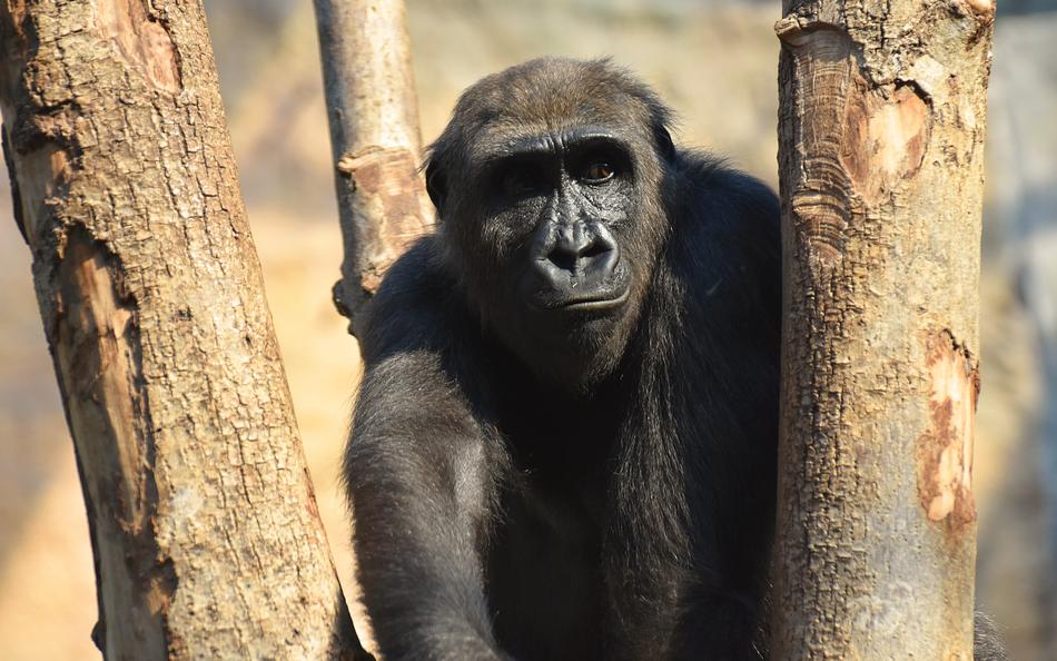 Gorilla Monkey Animal