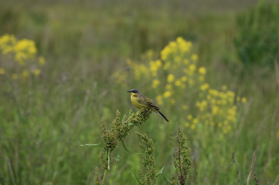 Bird Wagtail Yellow