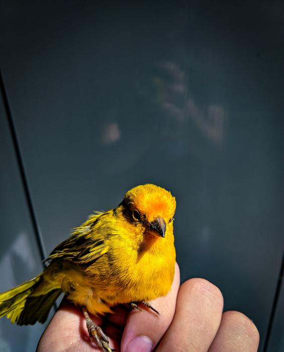 Bird Yellow Beautiful