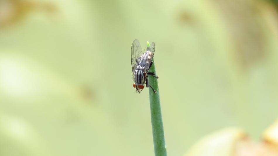 Fly Insect The Brazilian