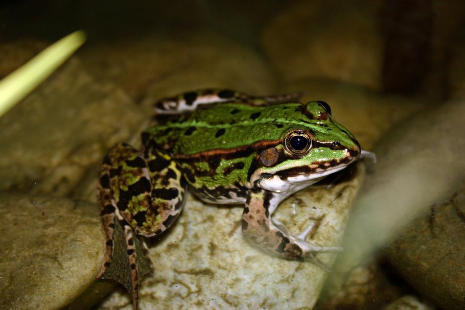 Frog Pond Water