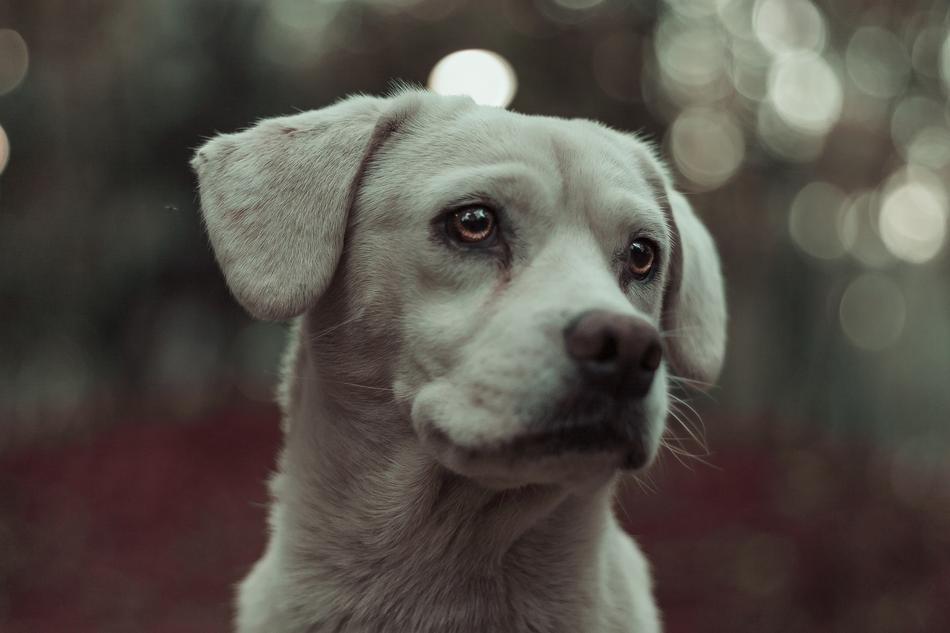 Dog Animal Pet