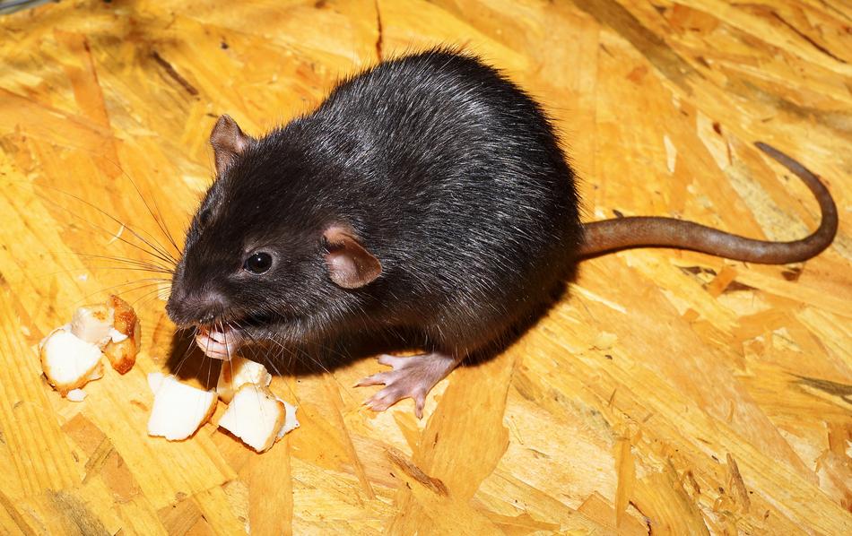 black pet rat eats