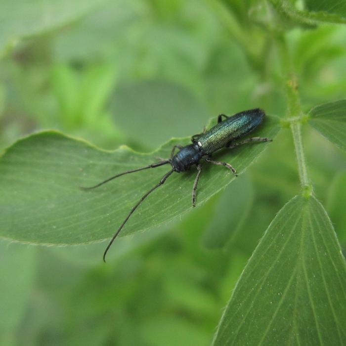 green leaf beetle