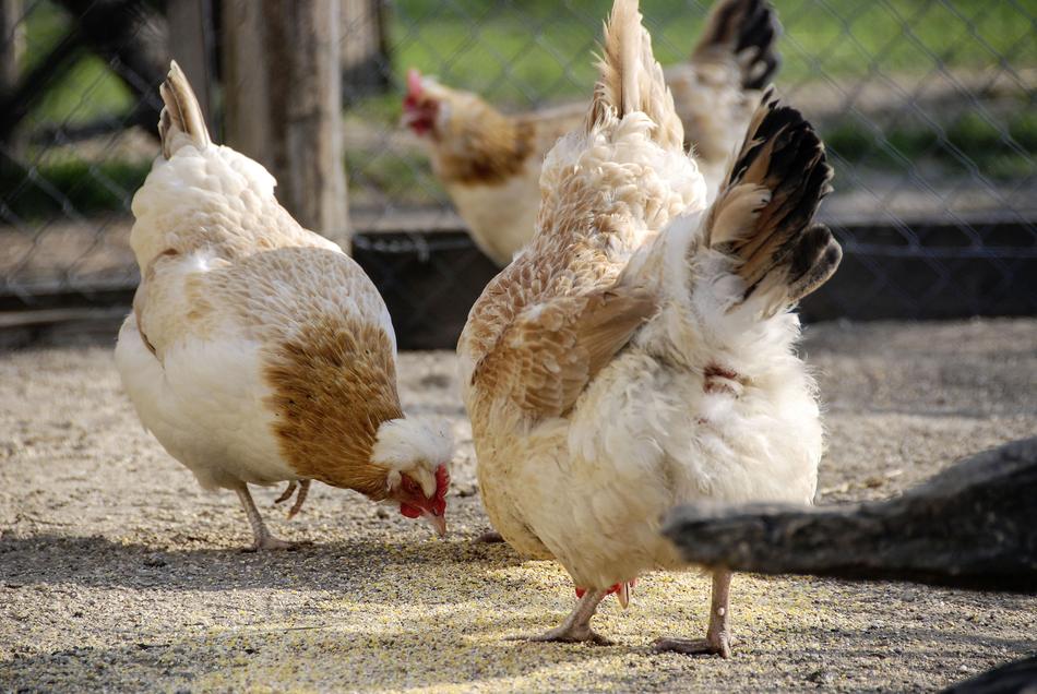 chicken with fluffy plumage on the farm