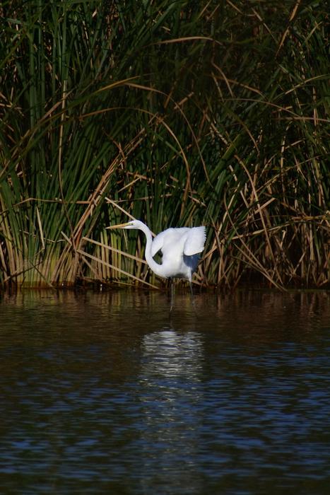 A soaring bird by the lake