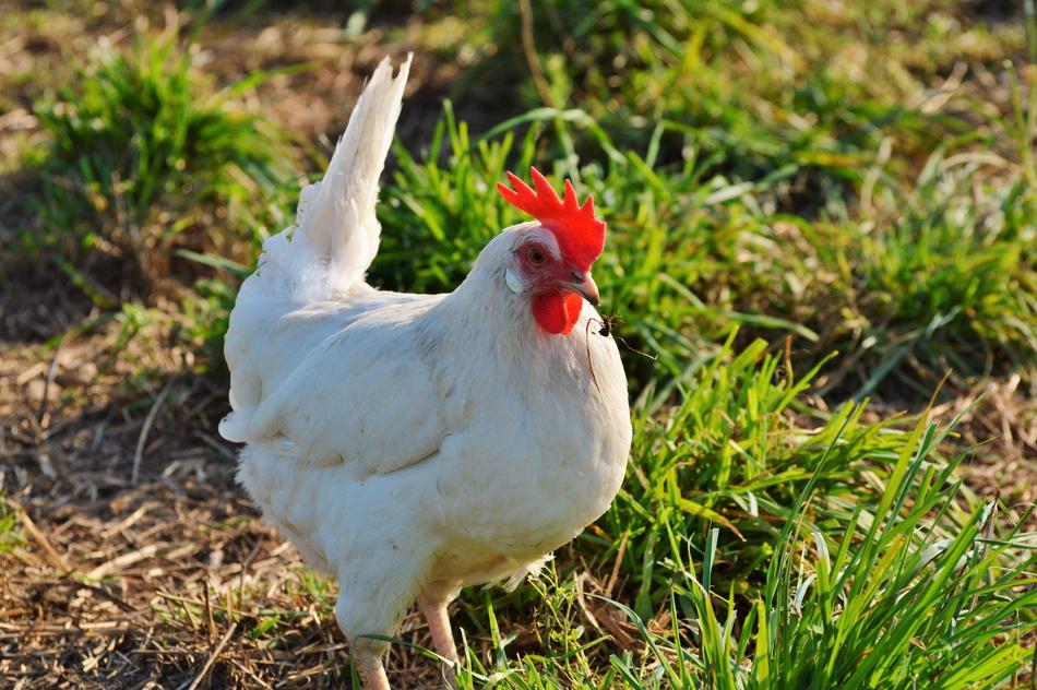 white domestic chicken in the grass