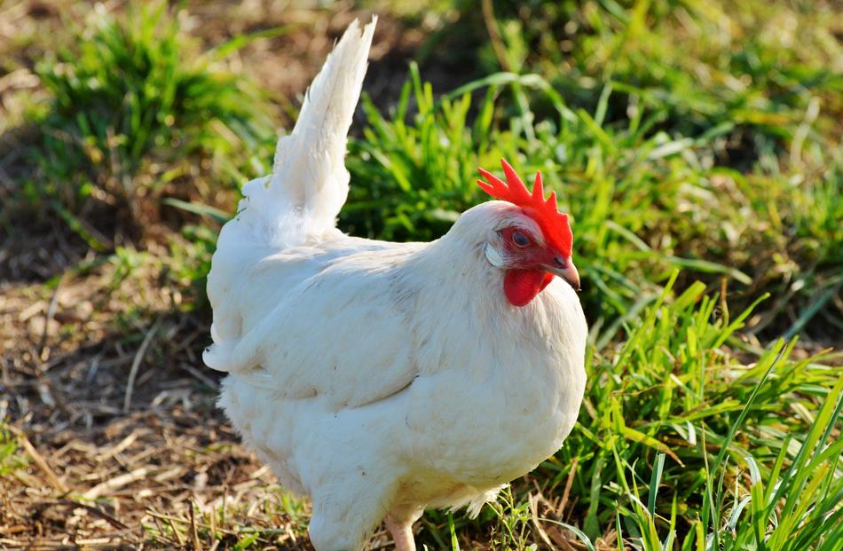 Chicken Hen Poultry Free