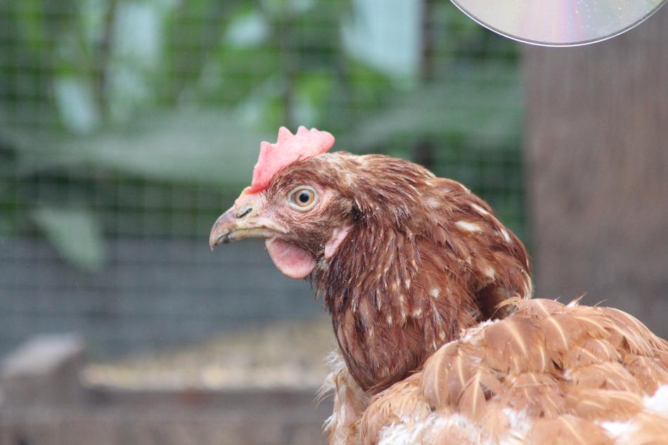 Chicken Bird Feathered Race Home