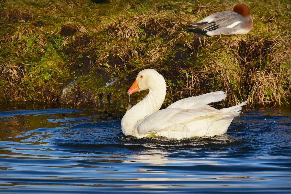 White Goose Water Bird Animal