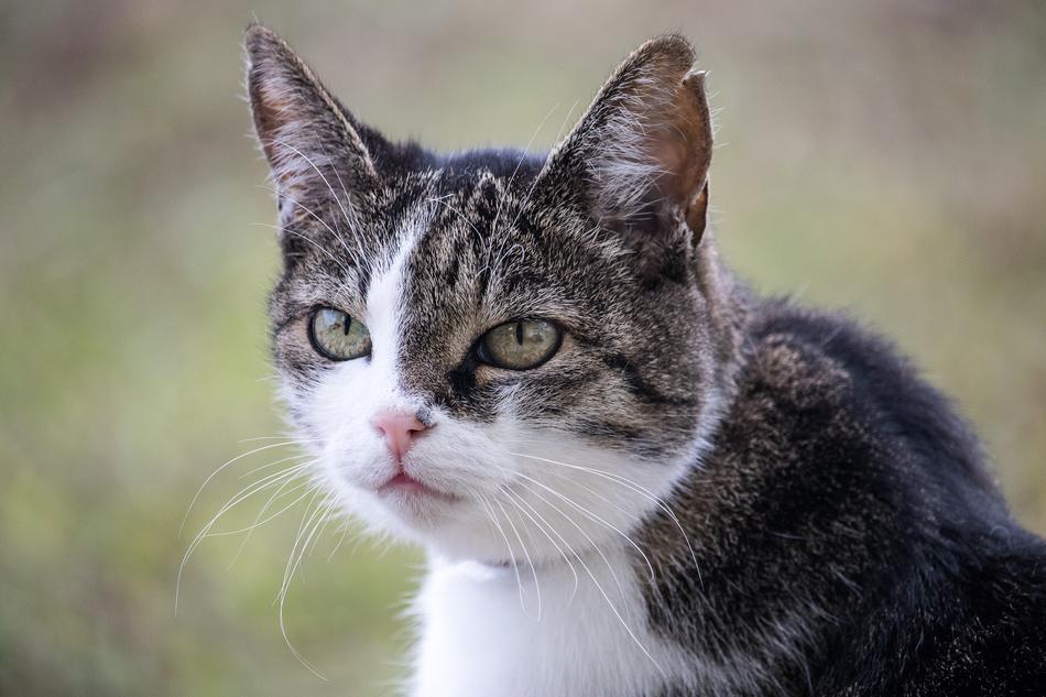 Cat Domestic Animal