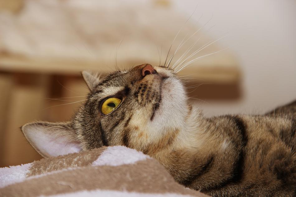 Cat Domestic Lying