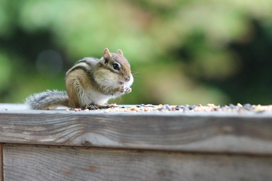 Chipmunk Eating Animal