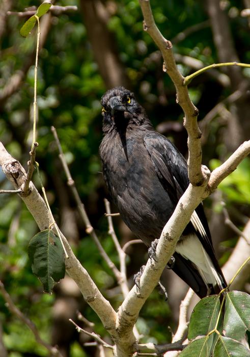 Pied Currawong Strepera Graculina