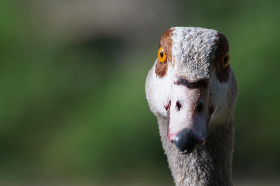 gray duck with a big beak