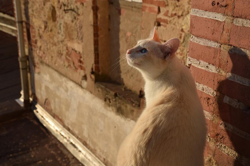 white domesticated Cat