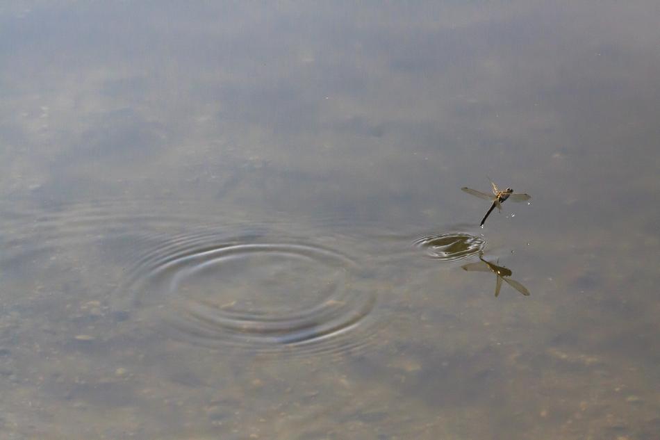 Dragonfly Odonata Wedding Dance