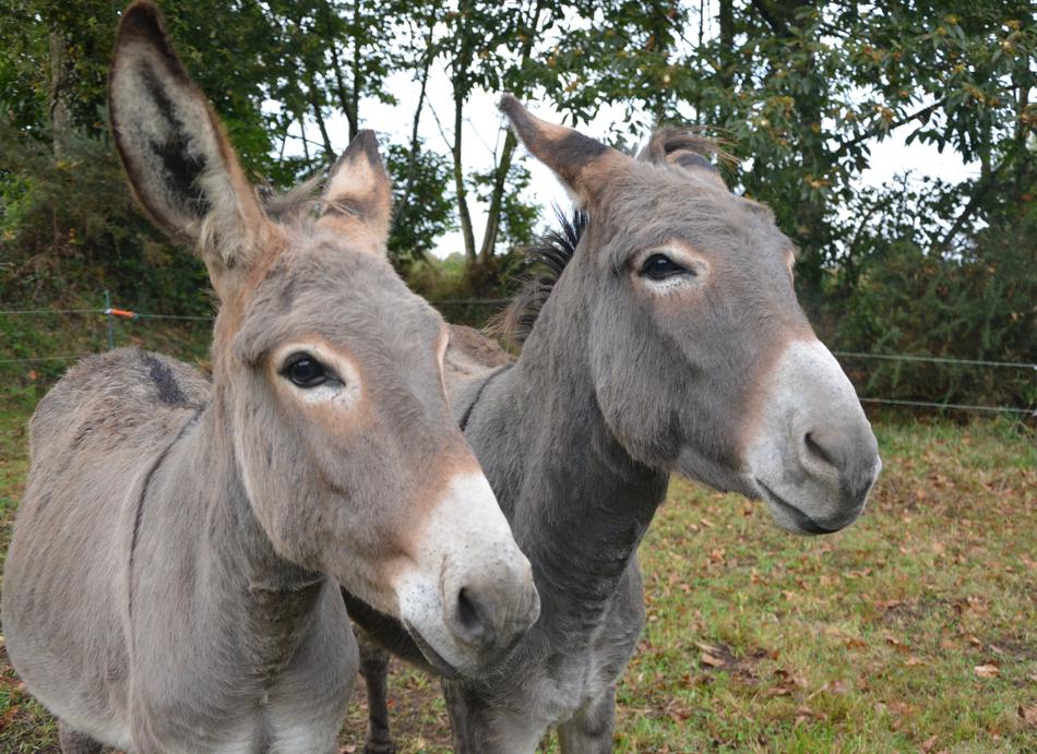 two jolly donkeys in a field