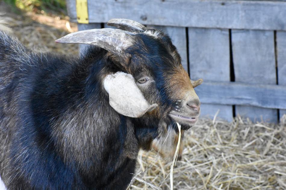 Goat Animal Farm