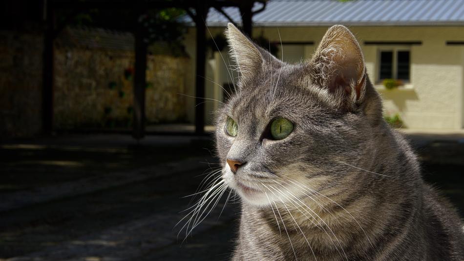 Cat Portrait Animal