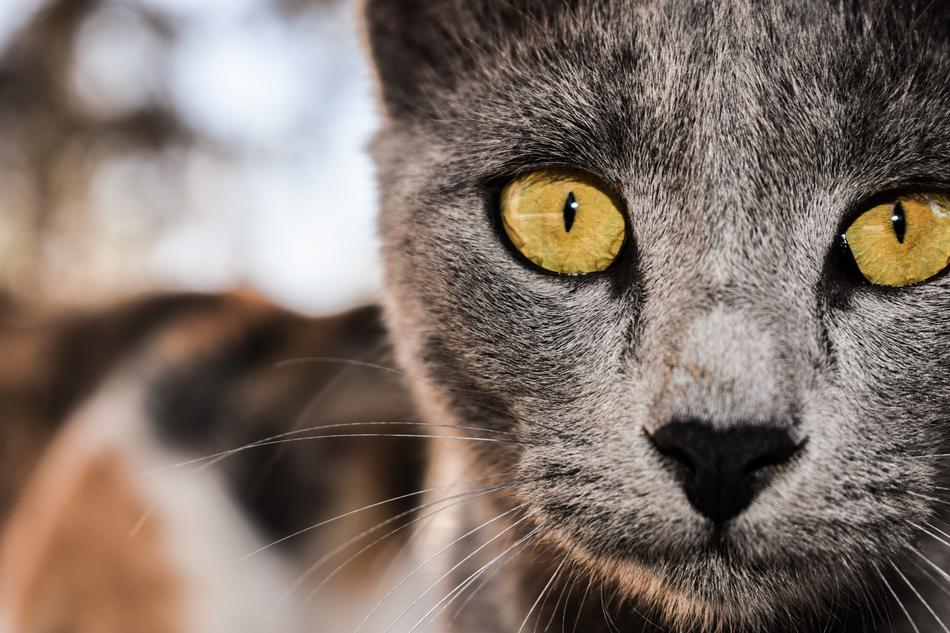 Cat Grey Eyes