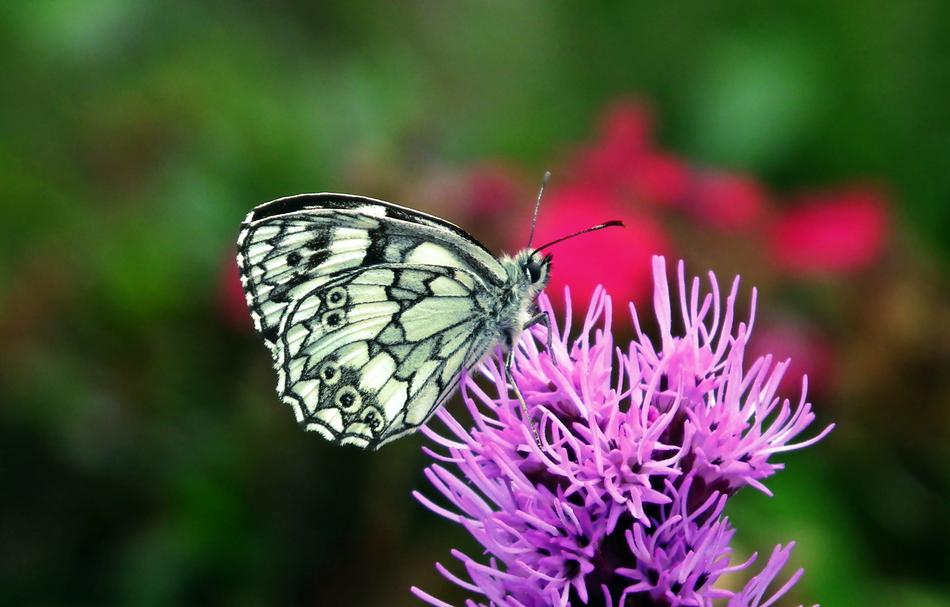 Butterfly Insect Flowers macro blur