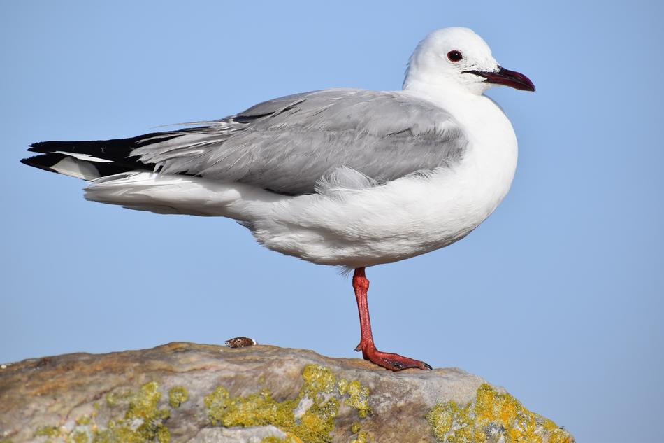 Bird Seagulls Wildlife