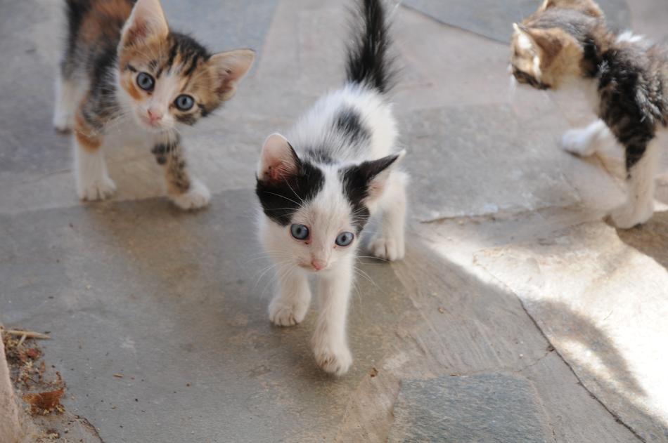 Cats In The Street